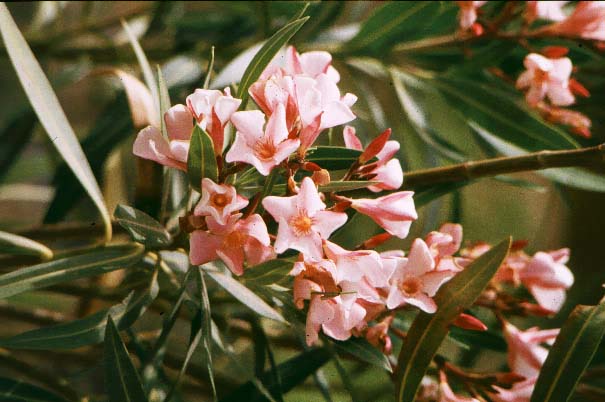 Oleander